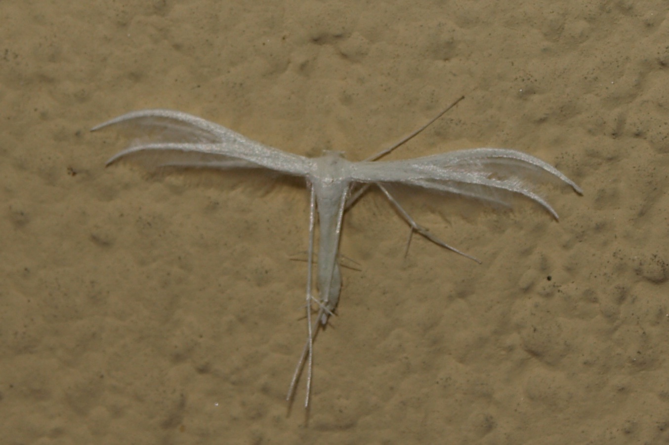 Pterophoridae